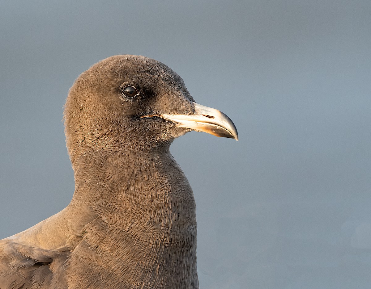 Heermann's Gull - ML645955789