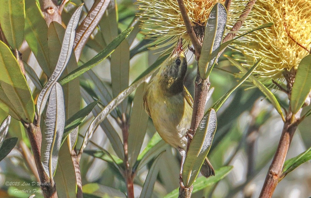 Paruline obscure - ML645955801