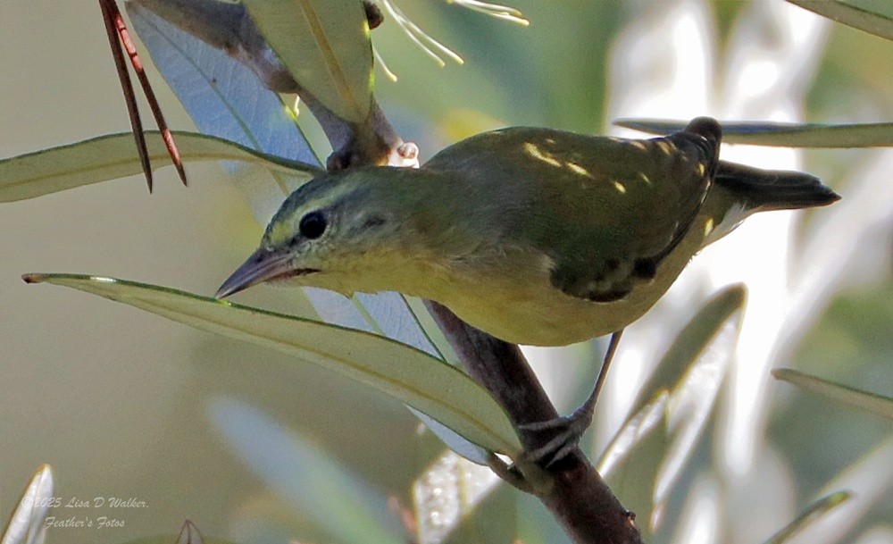 Paruline obscure - ML645955802