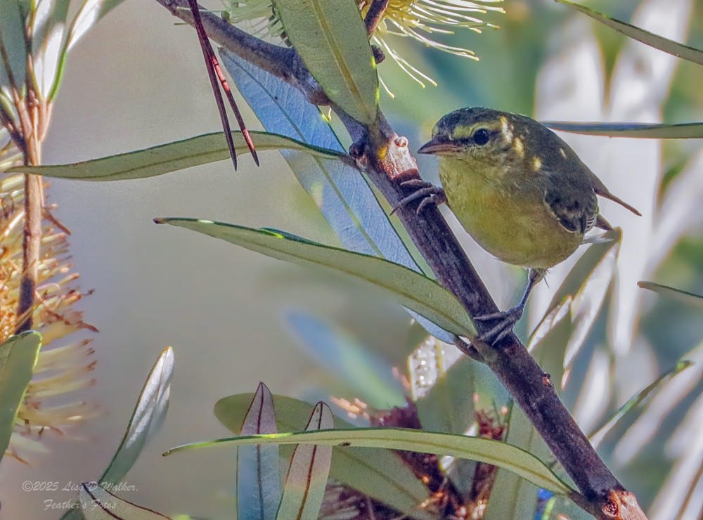 Paruline obscure - ML645955803