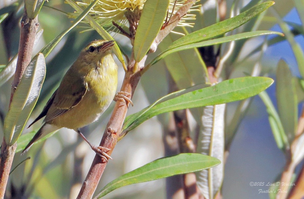 Paruline obscure - ML645955804