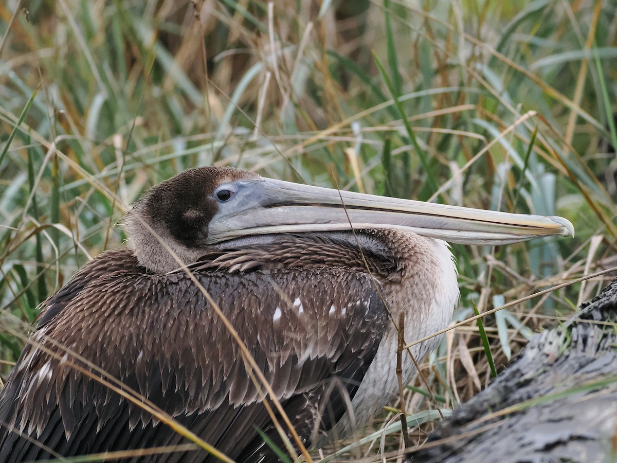 Brown Pelican - ML645955805