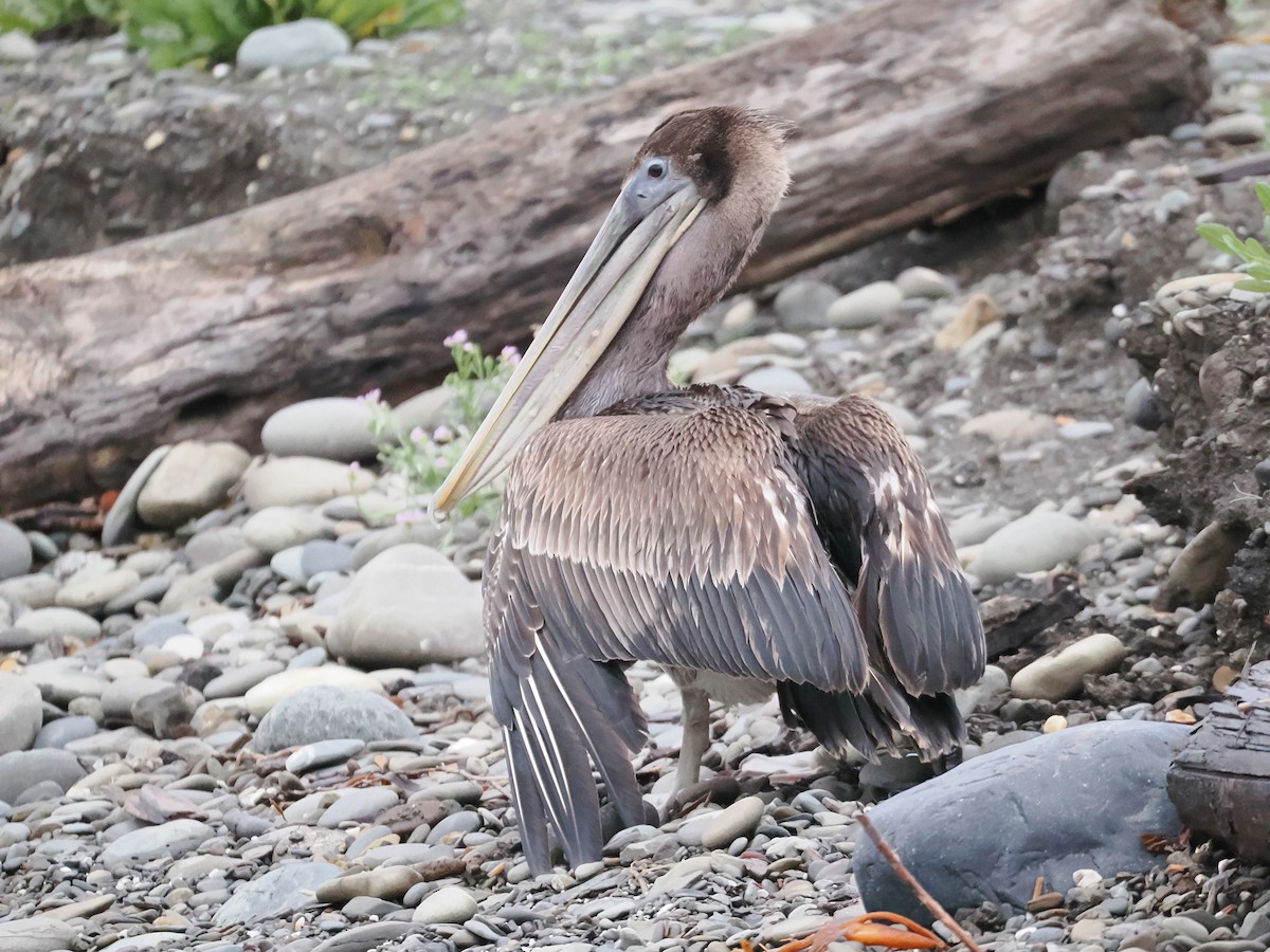 Brown Pelican - ML645955806