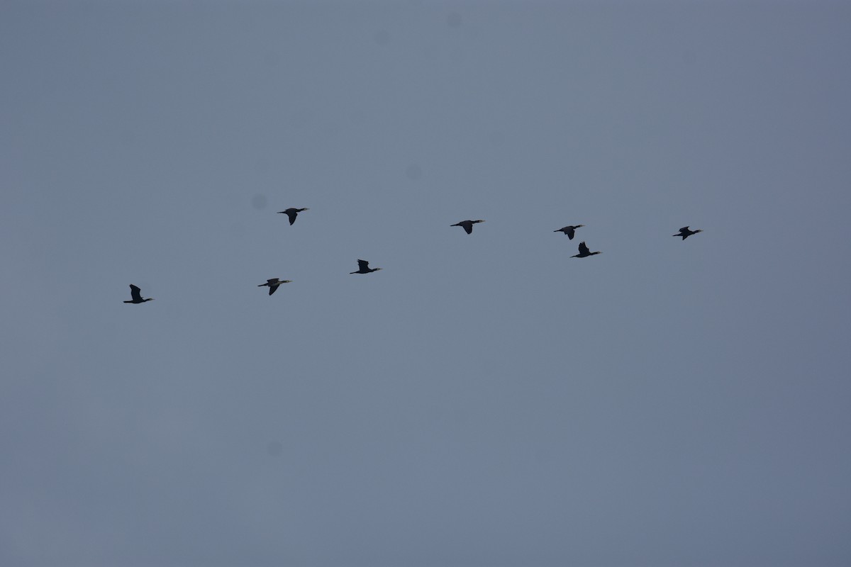 kormorán velký - ML645955807