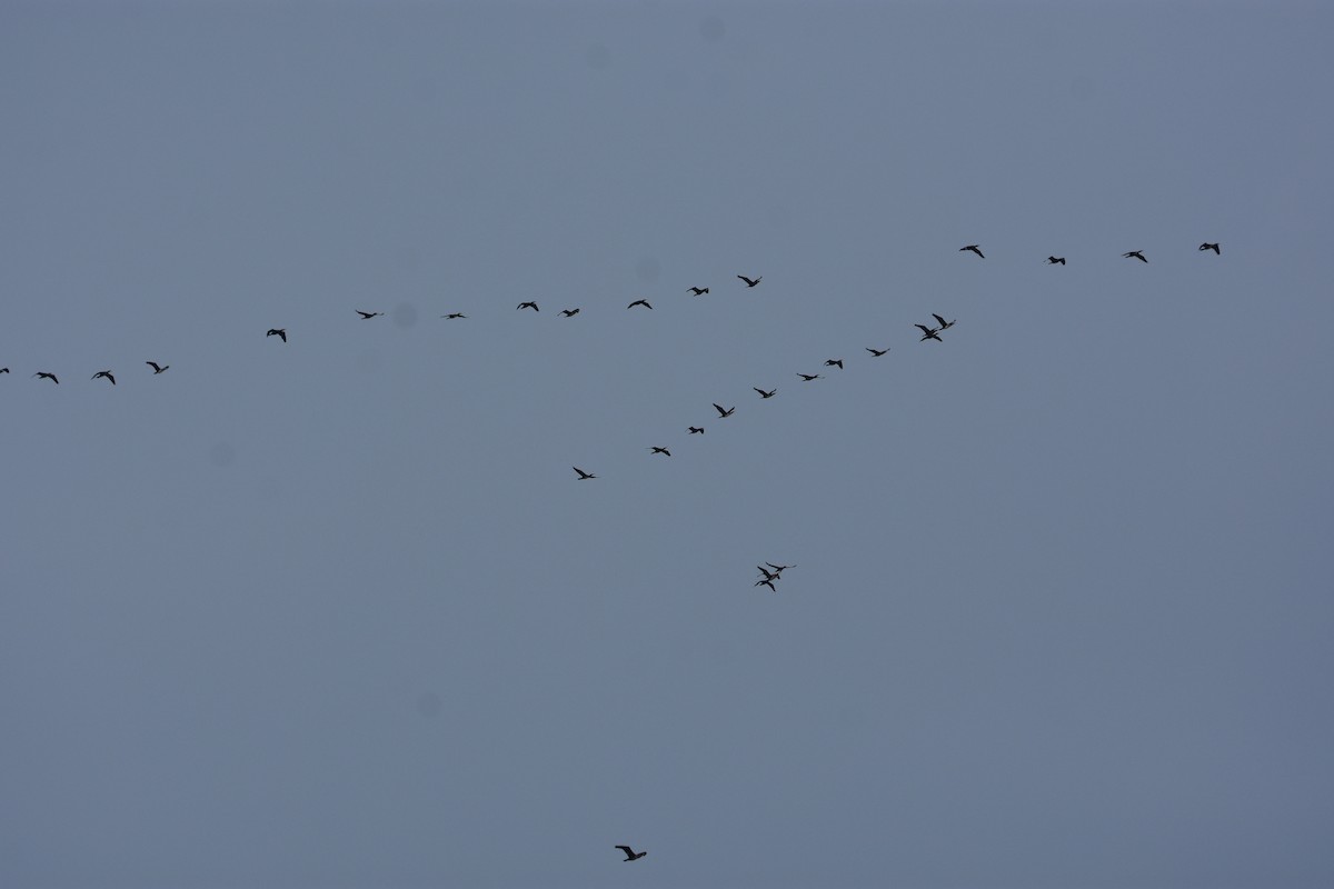 Great Cormorant - ML645955808