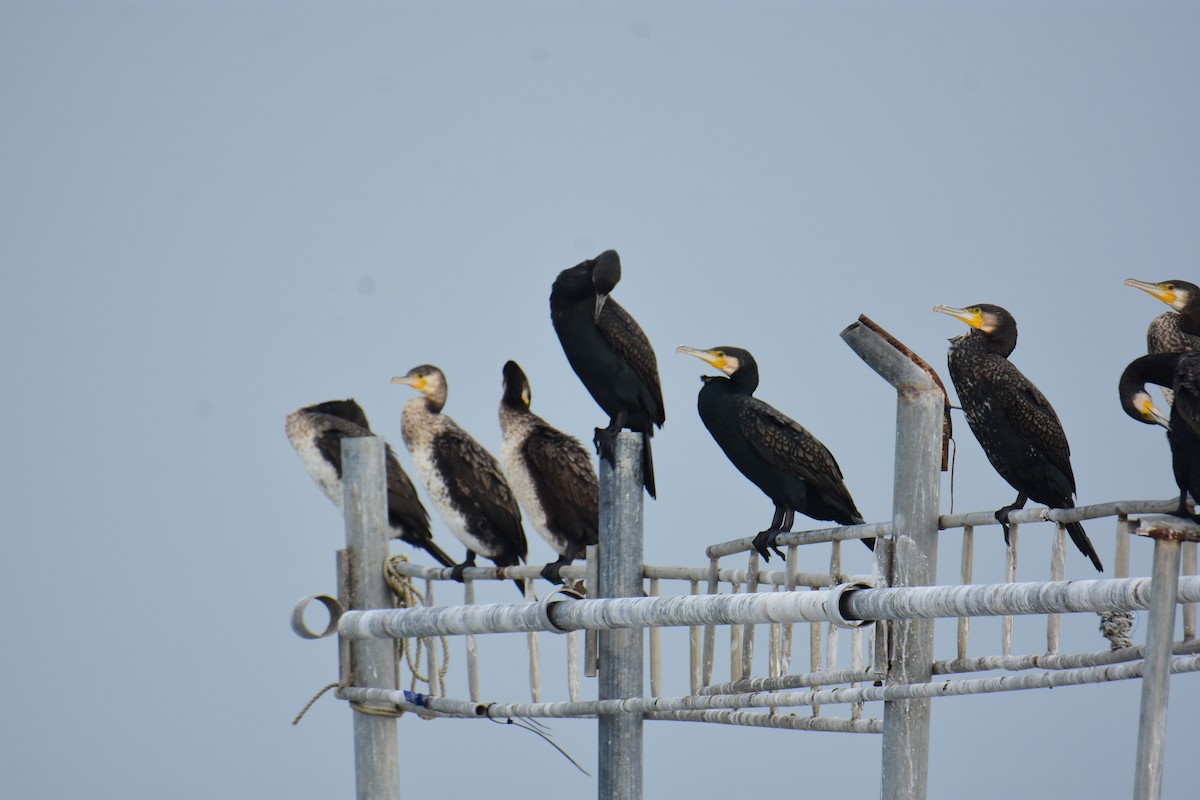 kormorán velký - ML645955811