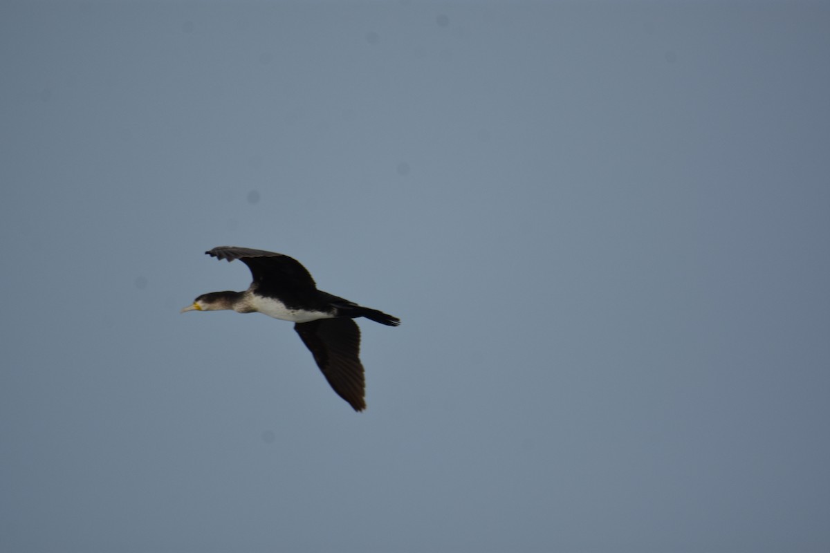 kormorán velký - ML645955812