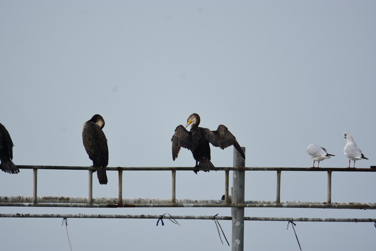 kormorán velký - ML645955813