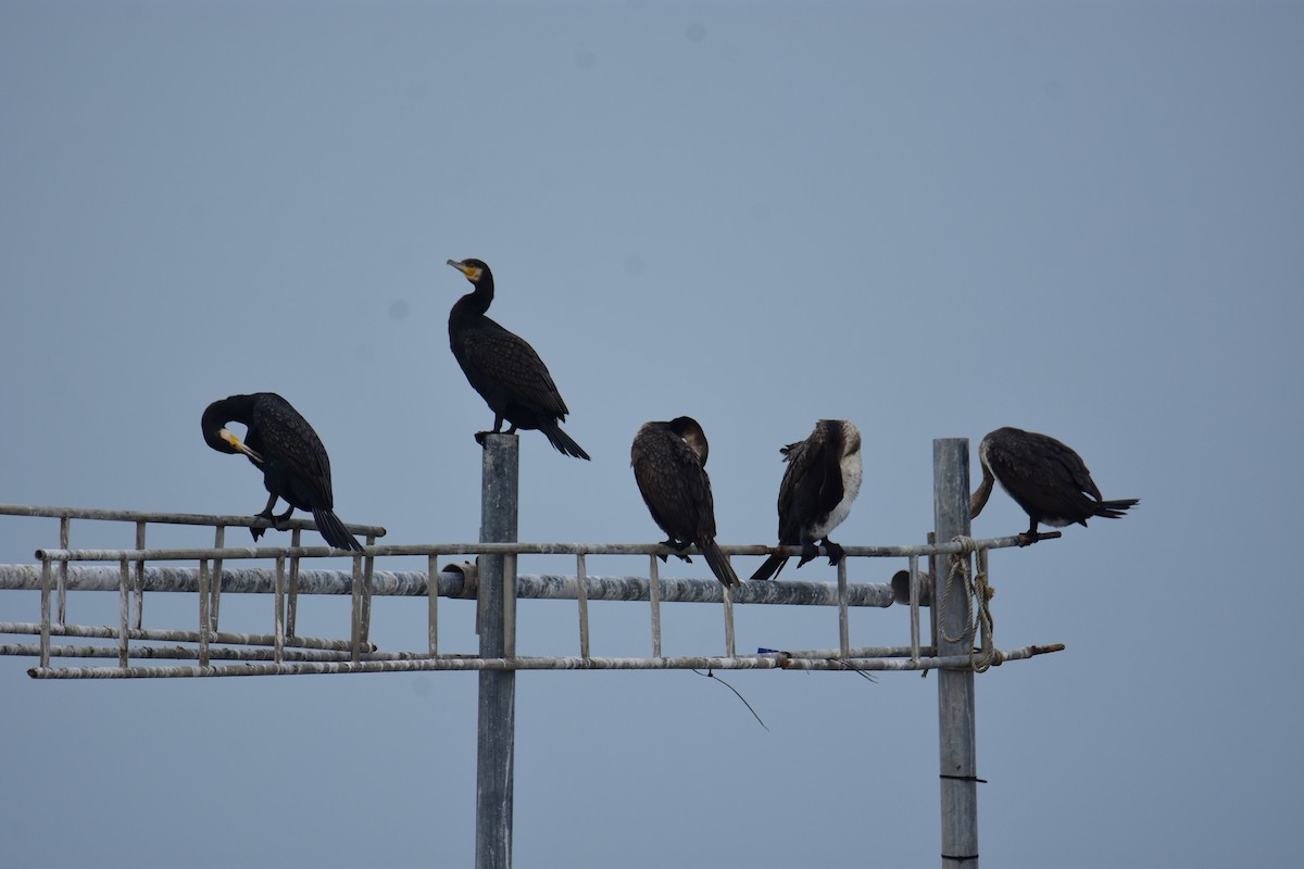 kormorán velký - ML645955814