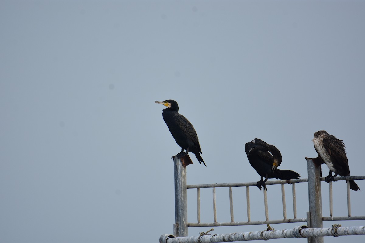 Great Cormorant - ML645955816