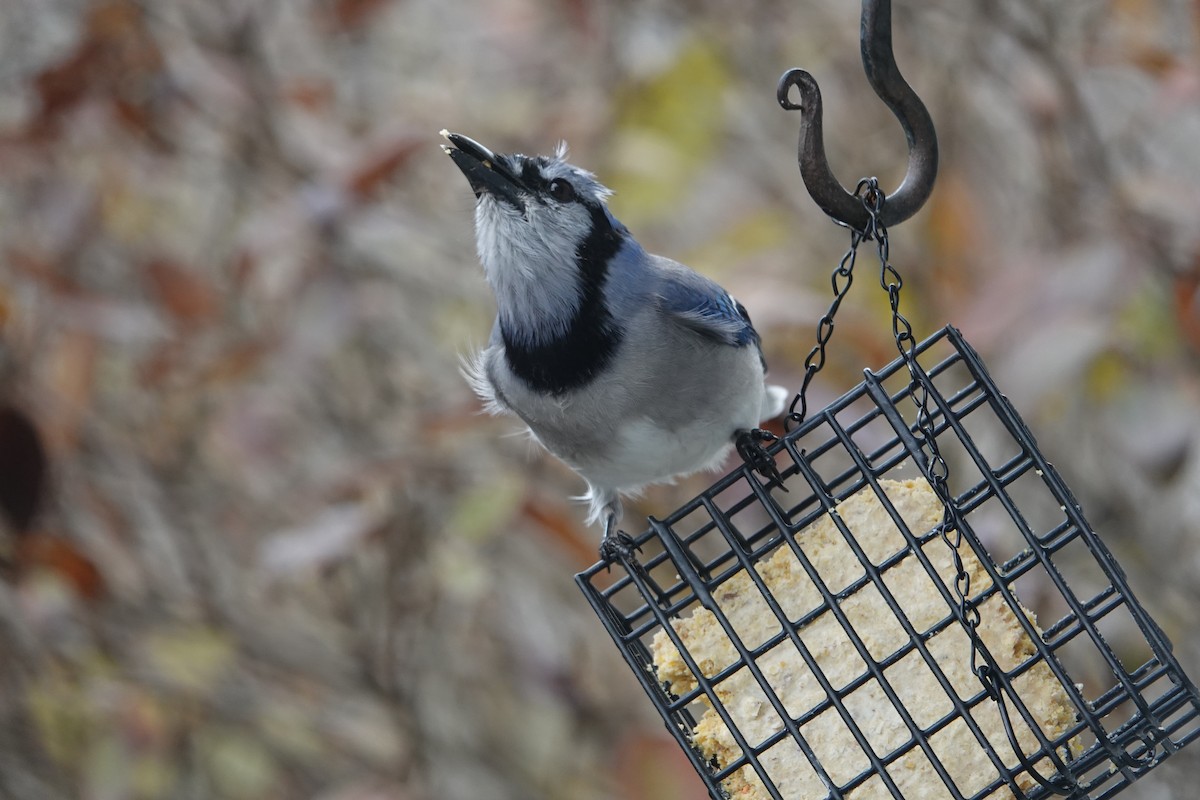 Blue Jay - ML645955818