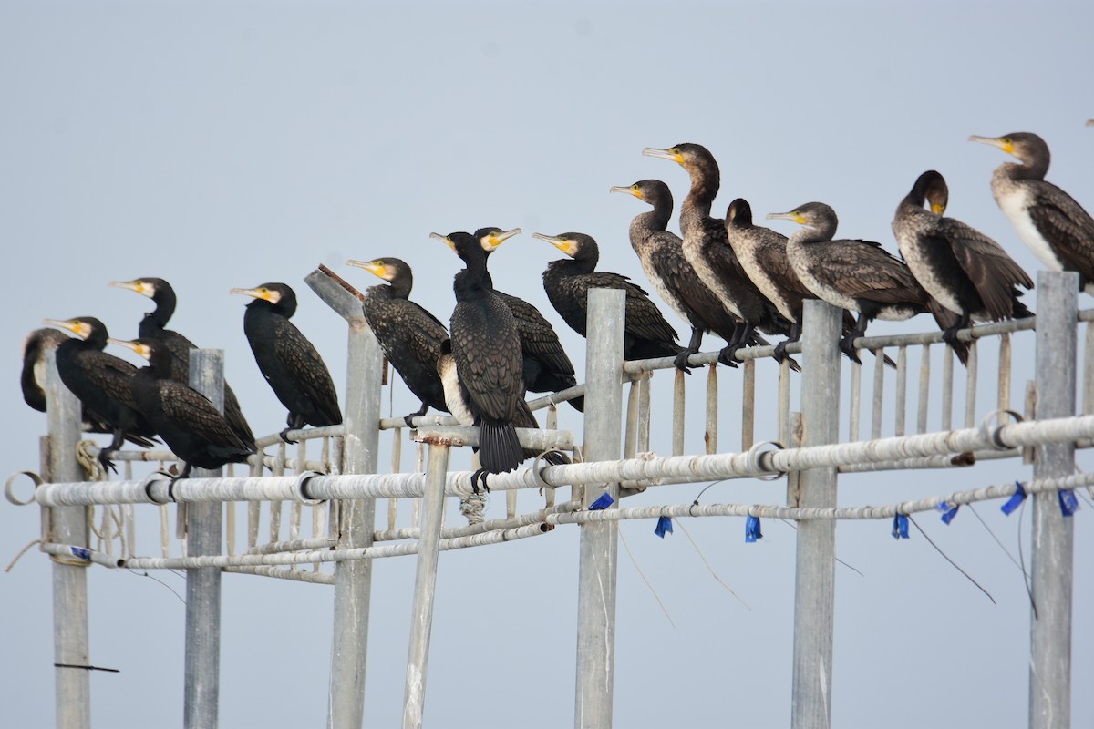 kormorán velký - ML645955819