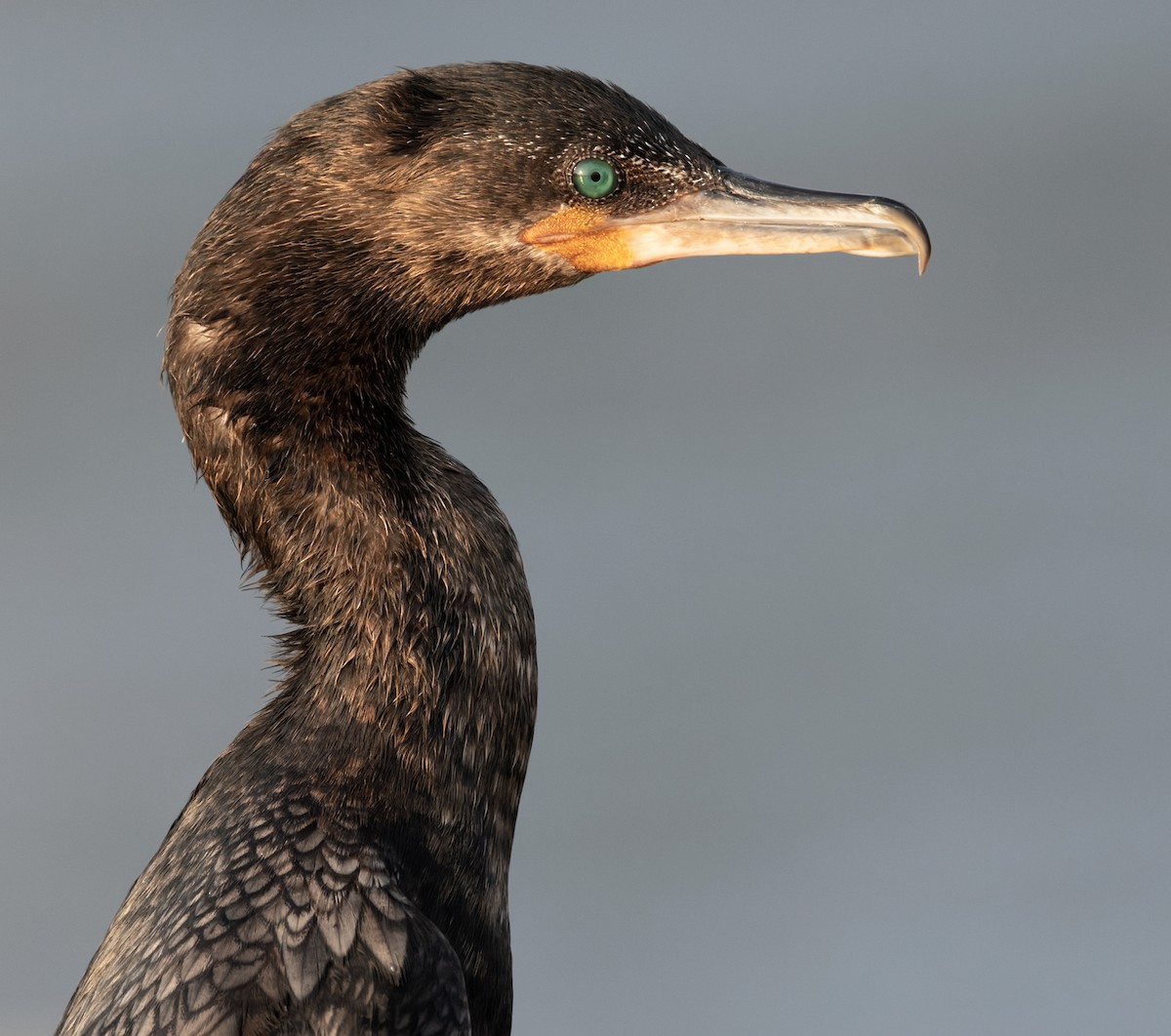 Neotropic Cormorant - ML645955820