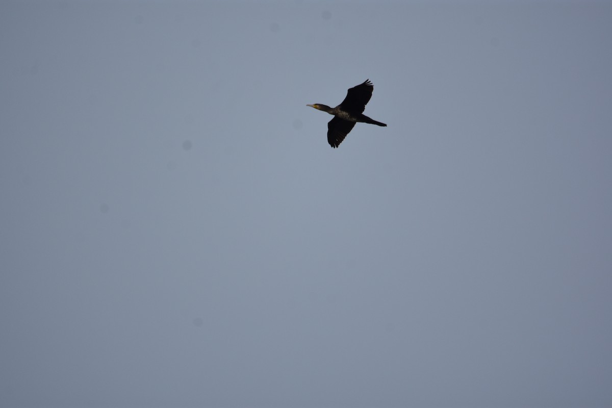 Kormoran - ML645955822