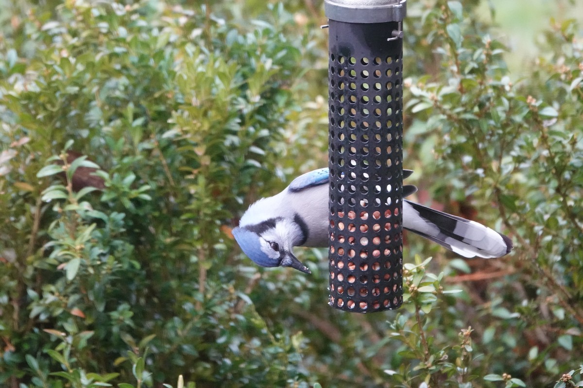 Blue Jay - ML645955824