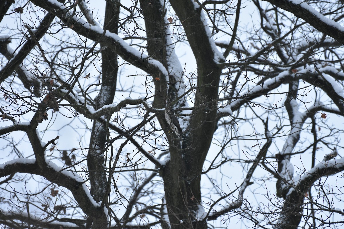 krahujec obecný - ML645955831