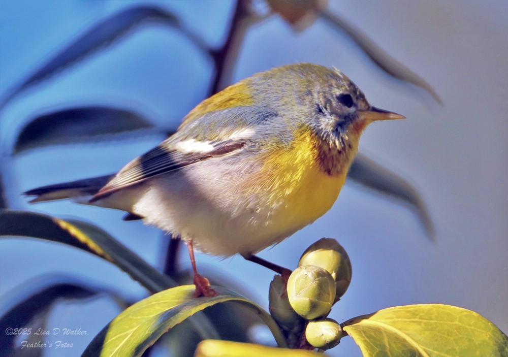 Paruline à collier - ML645955839