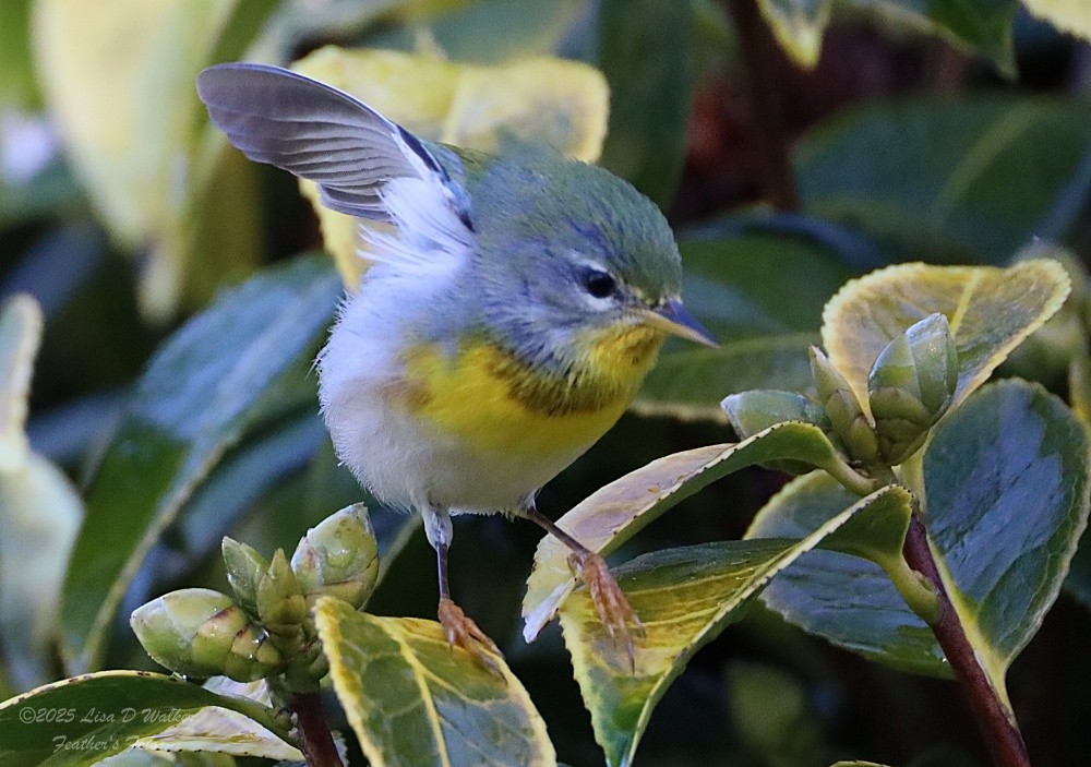 Paruline à collier - ML645955840