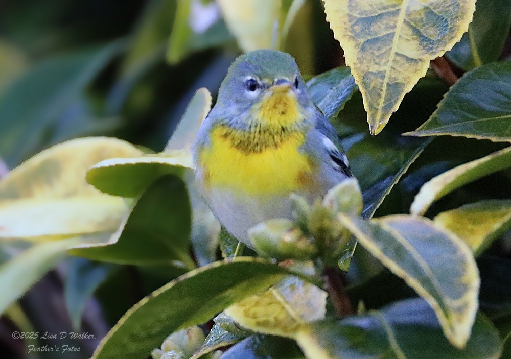 Paruline à collier - ML645955841