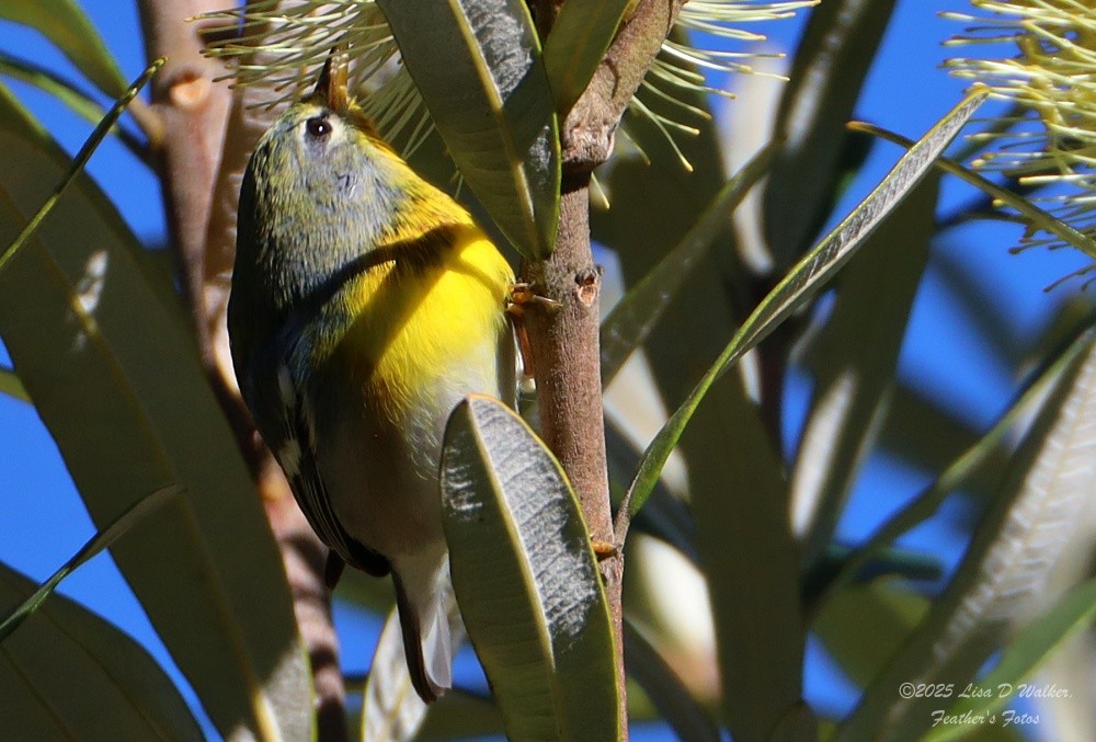 Paruline à collier - ML645955842