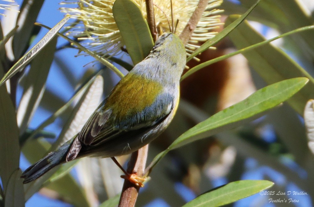 Paruline à collier - ML645955843