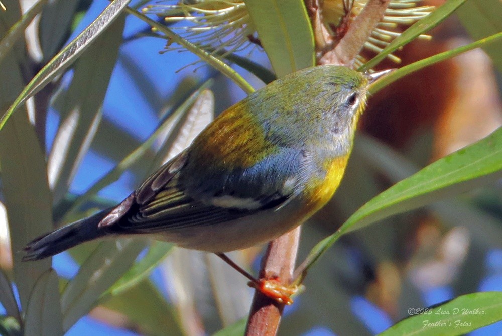 Paruline à collier - ML645955844