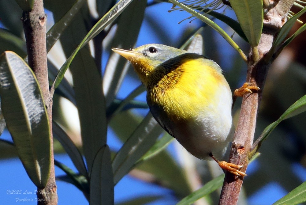 Paruline à collier - ML645955845