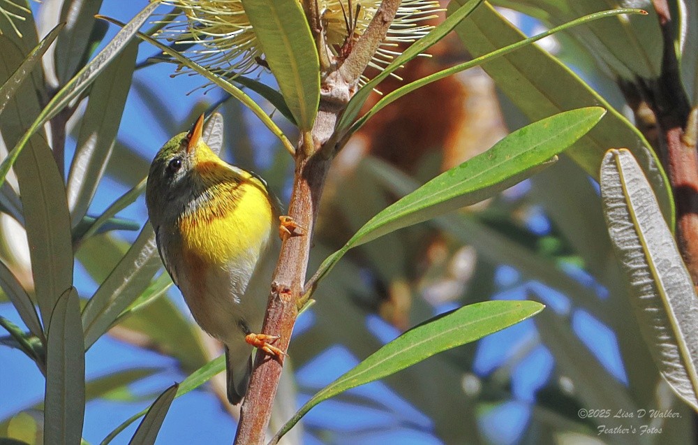 Paruline à collier - ML645955846