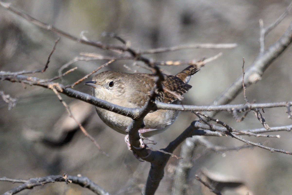 Northern House Wren - ML645955848