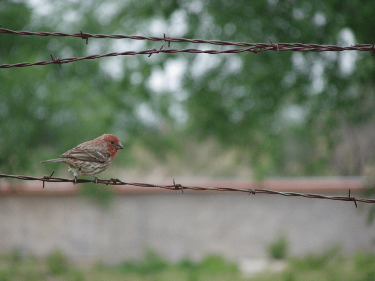 House Finch - ML645955851