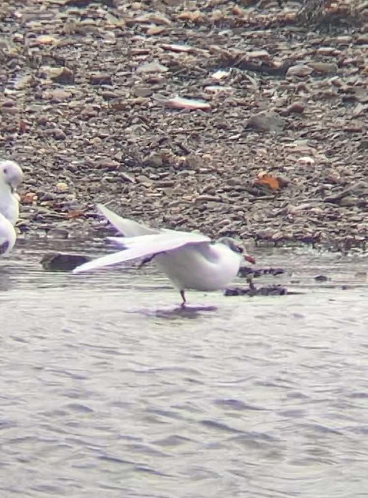 Mediterranean Gull - ML645955854