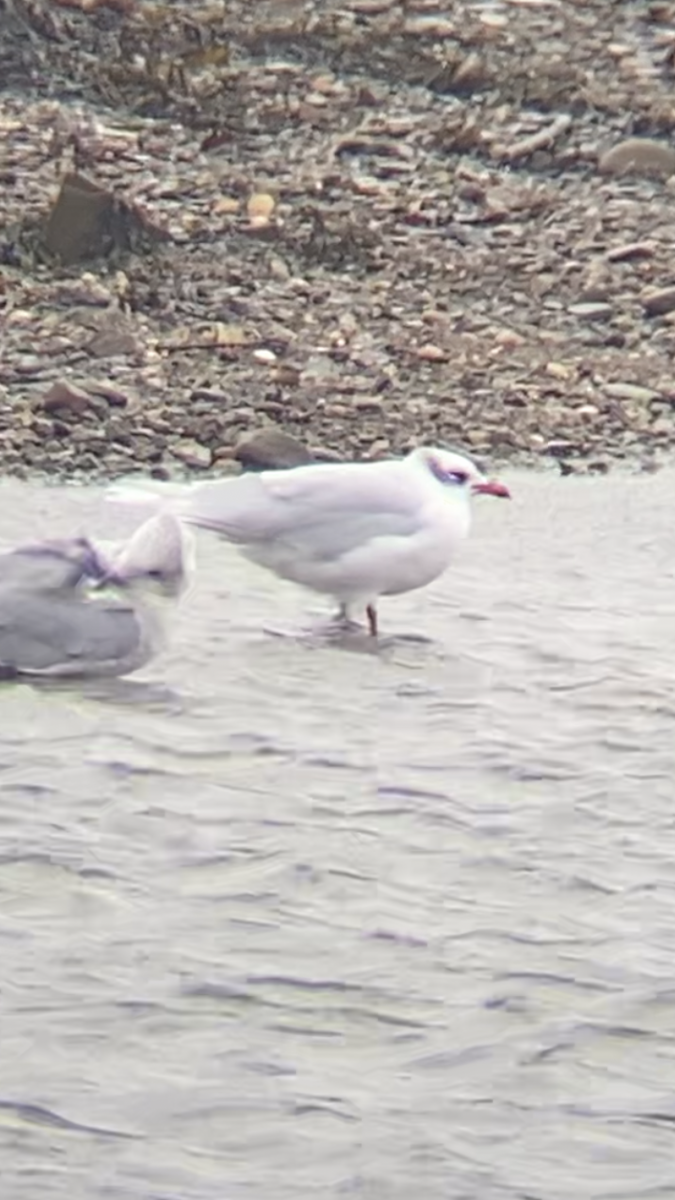 שחף שחור-ראש - ML645955855