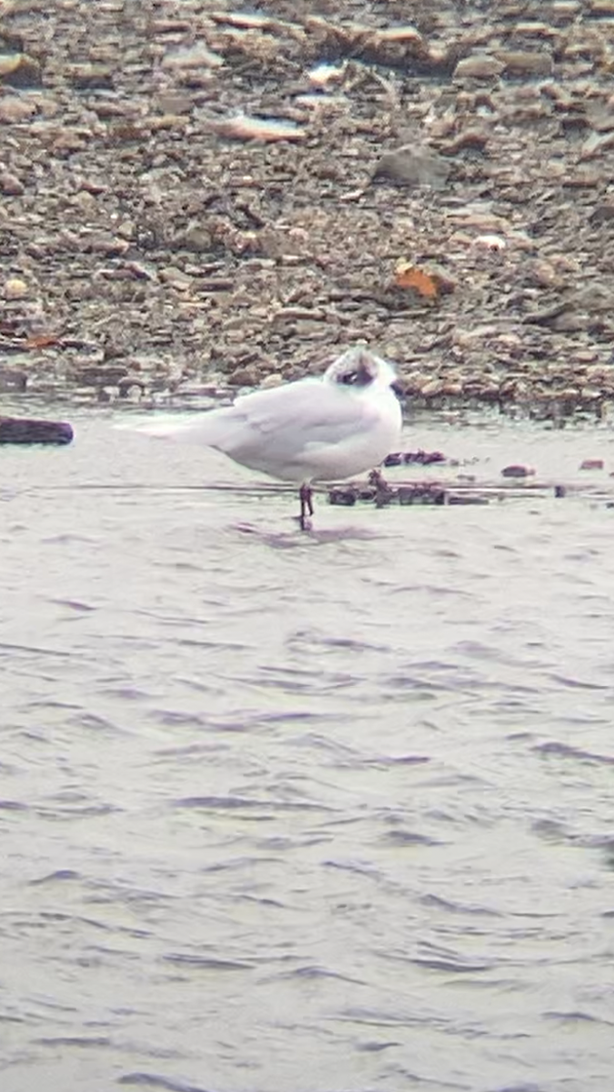 Mediterranean Gull - ML645955856