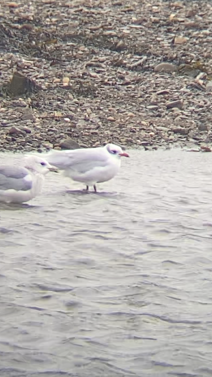 Mediterranean Gull - ML645955857