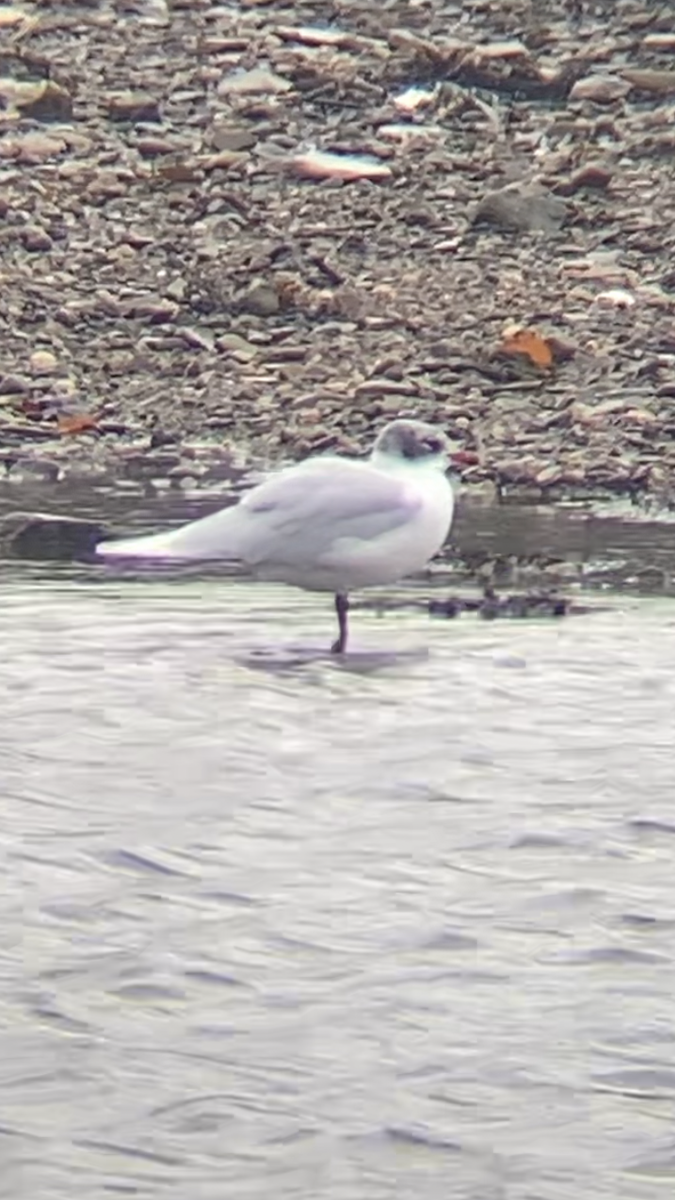 שחף שחור-ראש - ML645955858