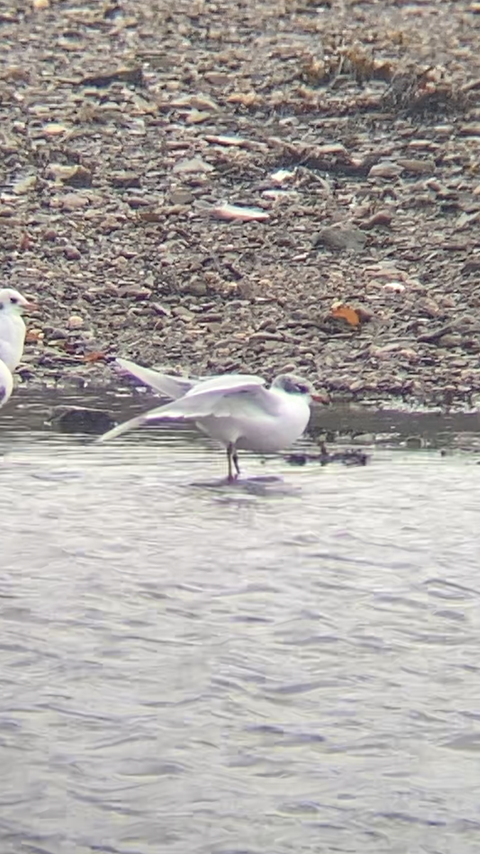 שחף שחור-ראש - ML645955859