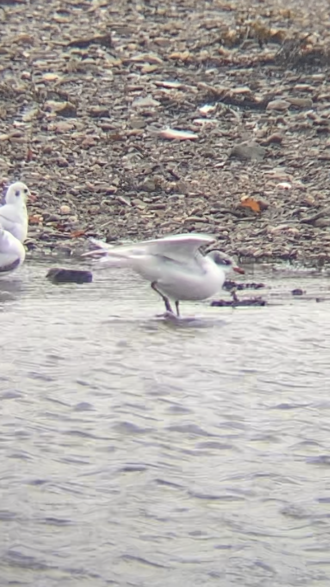 שחף שחור-ראש - ML645955860