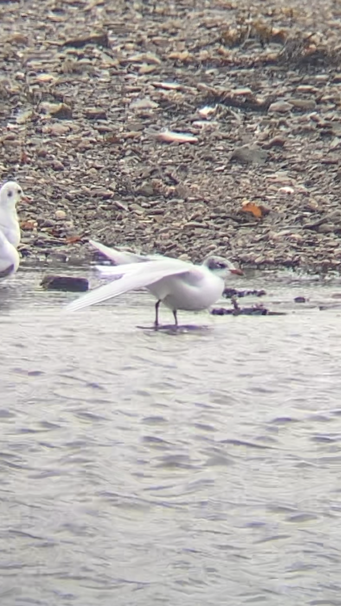 שחף שחור-ראש - ML645955861