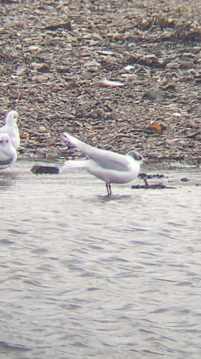 שחף שחור-ראש - ML645955862