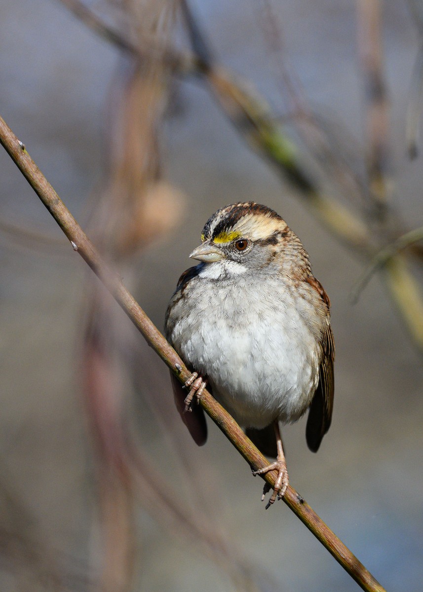 White-throated Sparrow - ML645955863