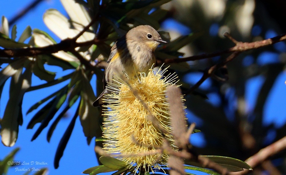 myrteparula - ML645955864