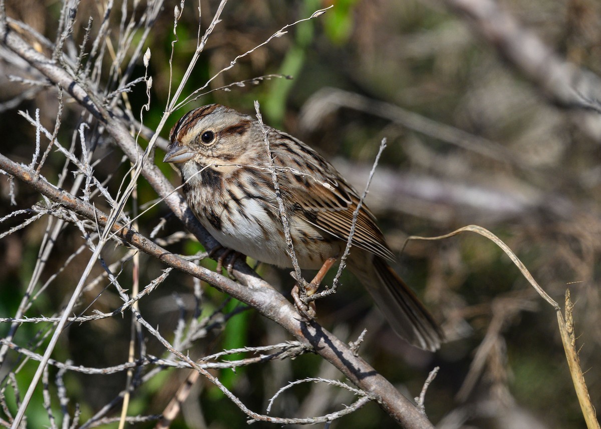 Song Sparrow - ML645955872
