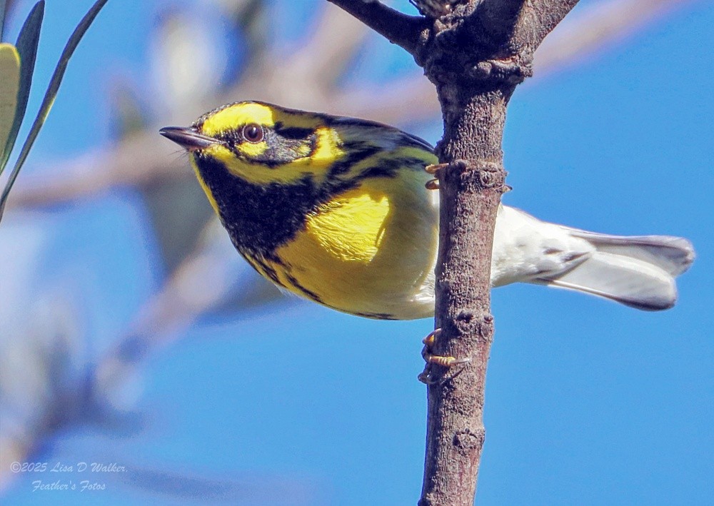 granparula - ML645955876