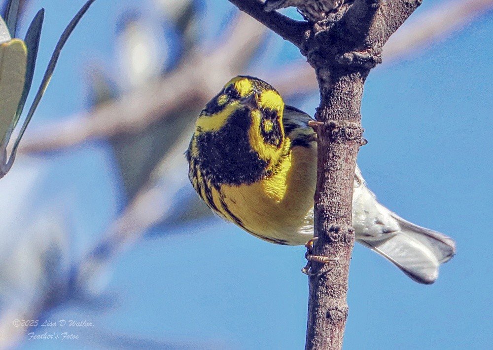 granparula - ML645955877