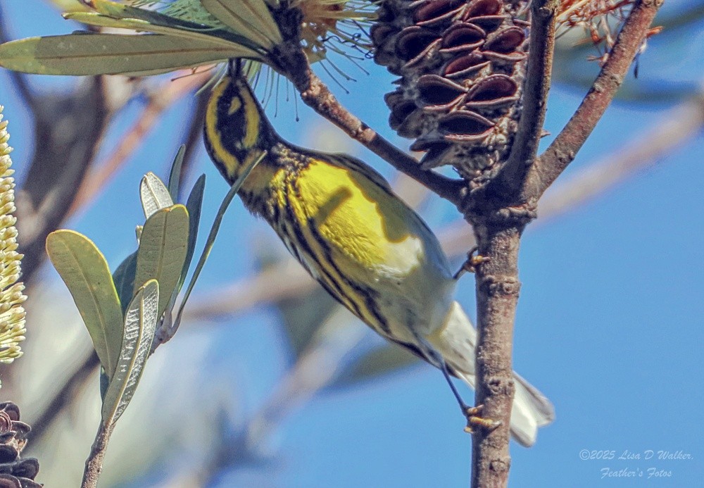 Townsend's Warbler - ML645955878