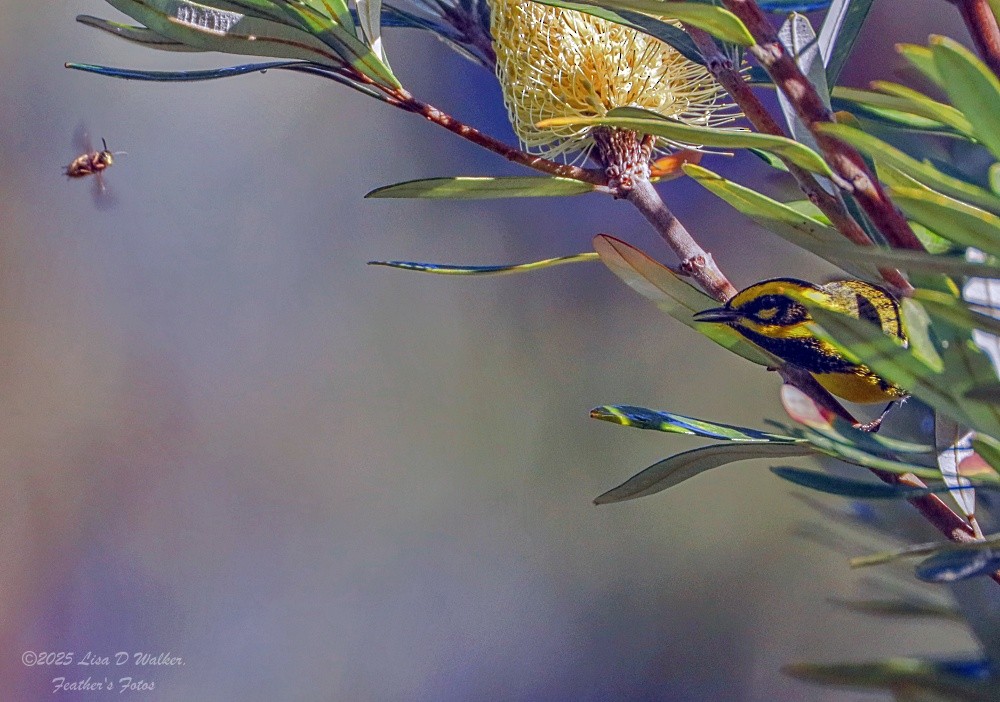 granparula - ML645955879