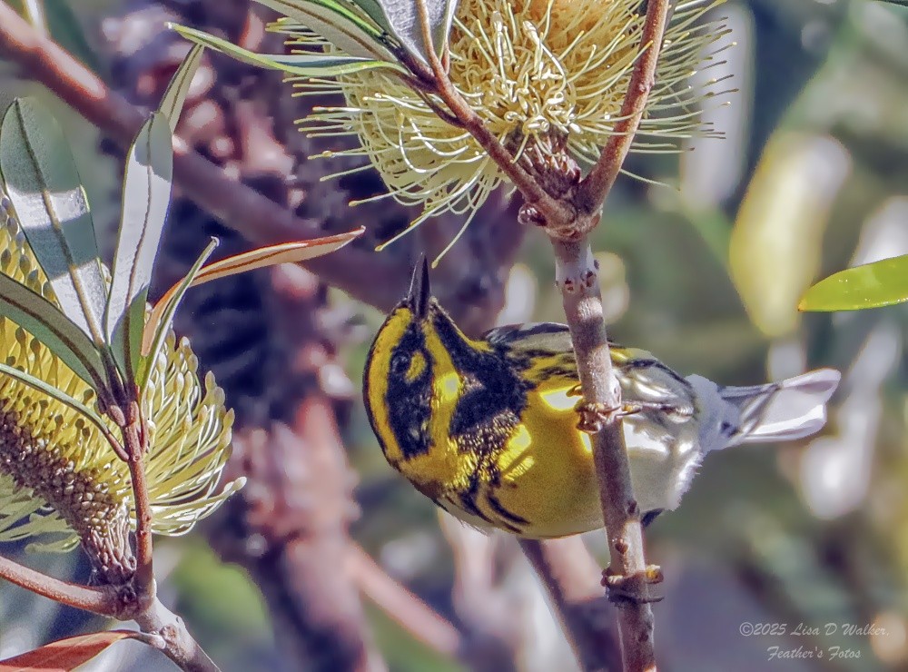 granparula - ML645955880