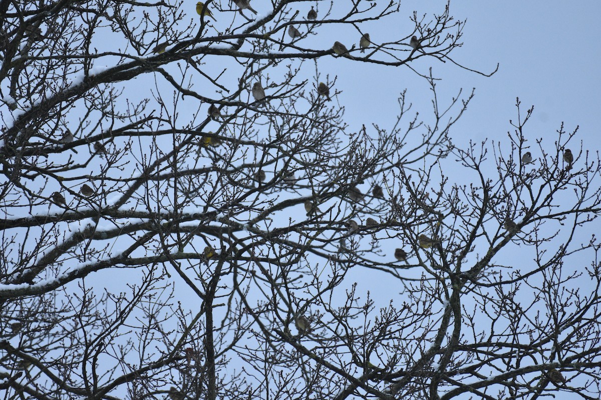 דרור הרים - ML645955882
