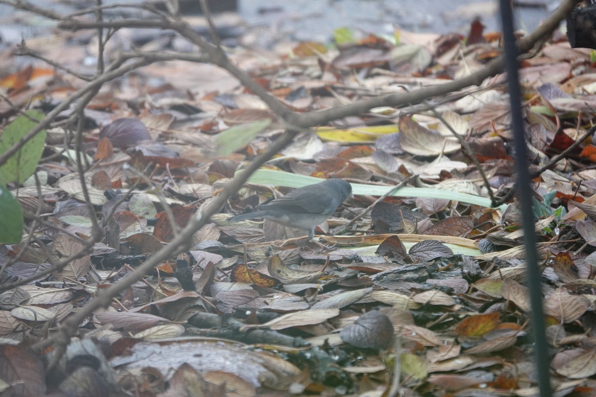 יונקו כהה-עין - ML645955883