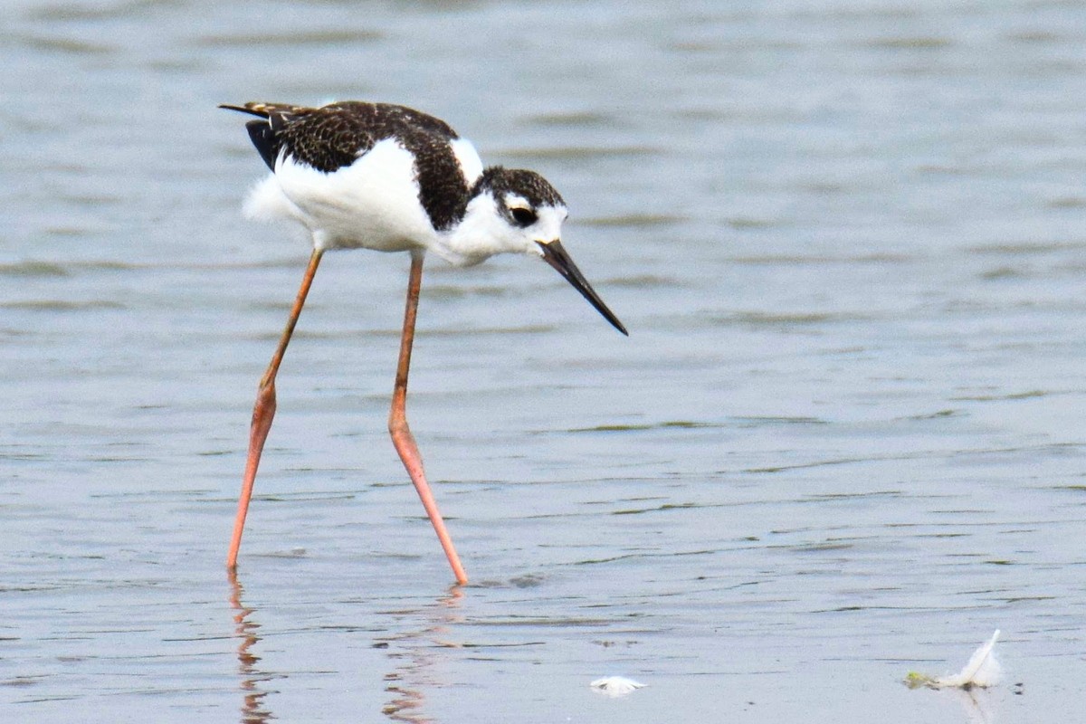 Black-necked Stilt - ML645955884